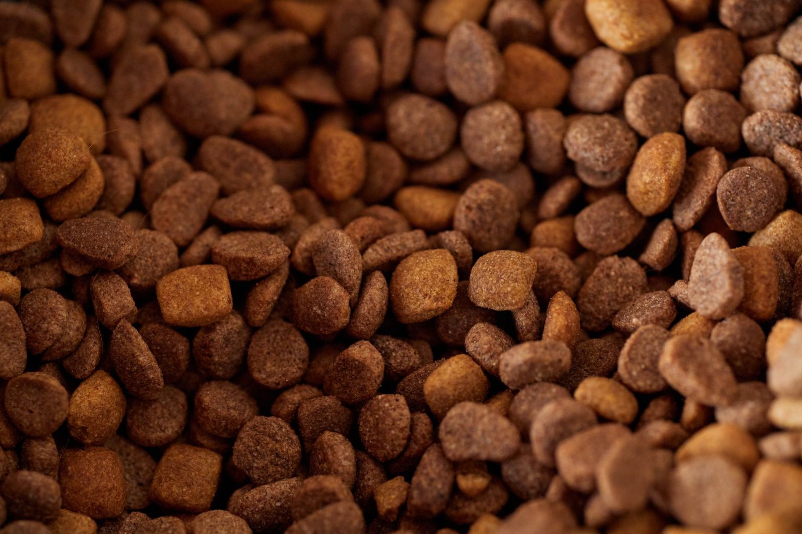 Ciotola con crocchette secche per gatto