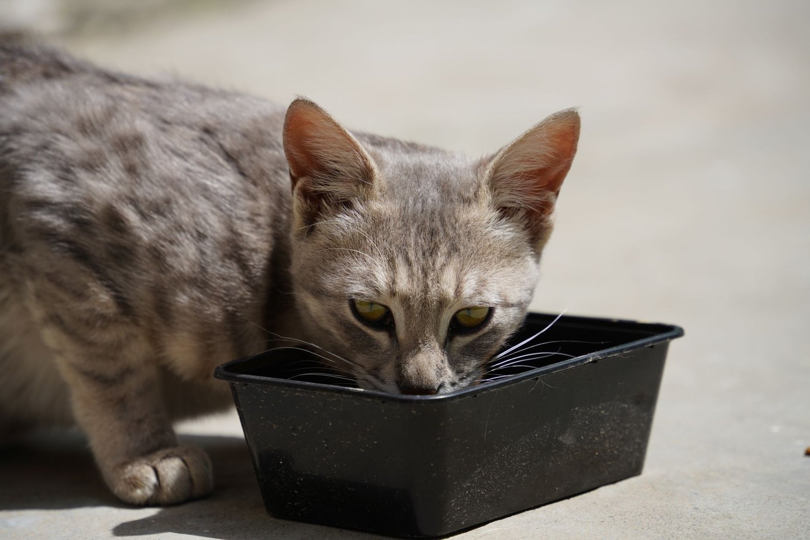 Gatto che beve acqua, importante per l'idratazione