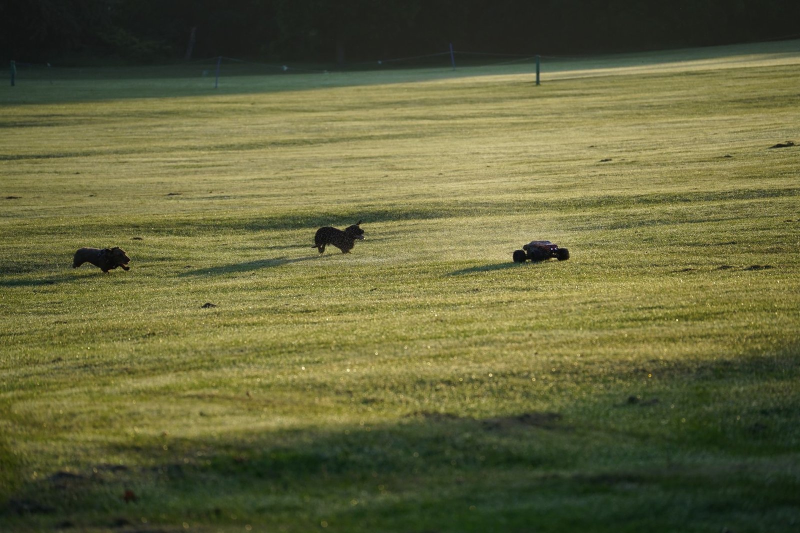 Collare GPS per cani e gatti: come scegliere il migliore