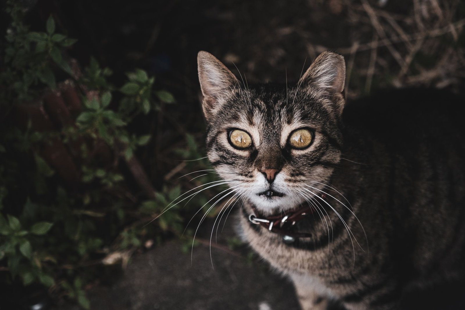 Gatto con collare all'aperto in giardino