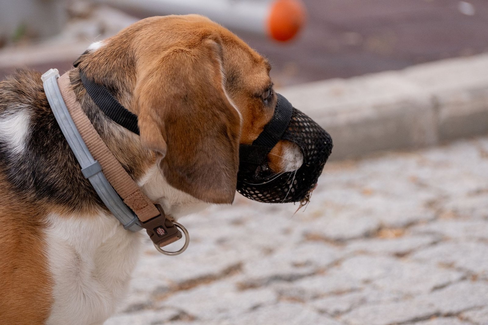 Collare GPS per cani e gatti: come scegliere il localizzatore