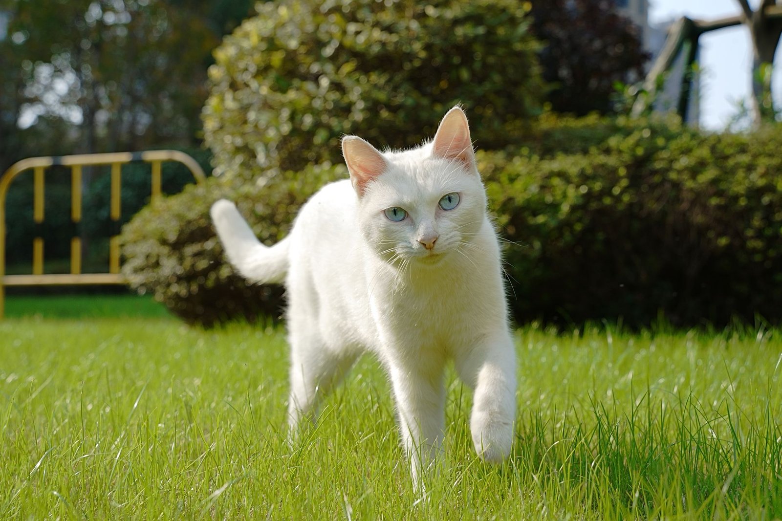 Gatto all'aperto in giardino con collare, contesto d'uso di un localizzatore GPS