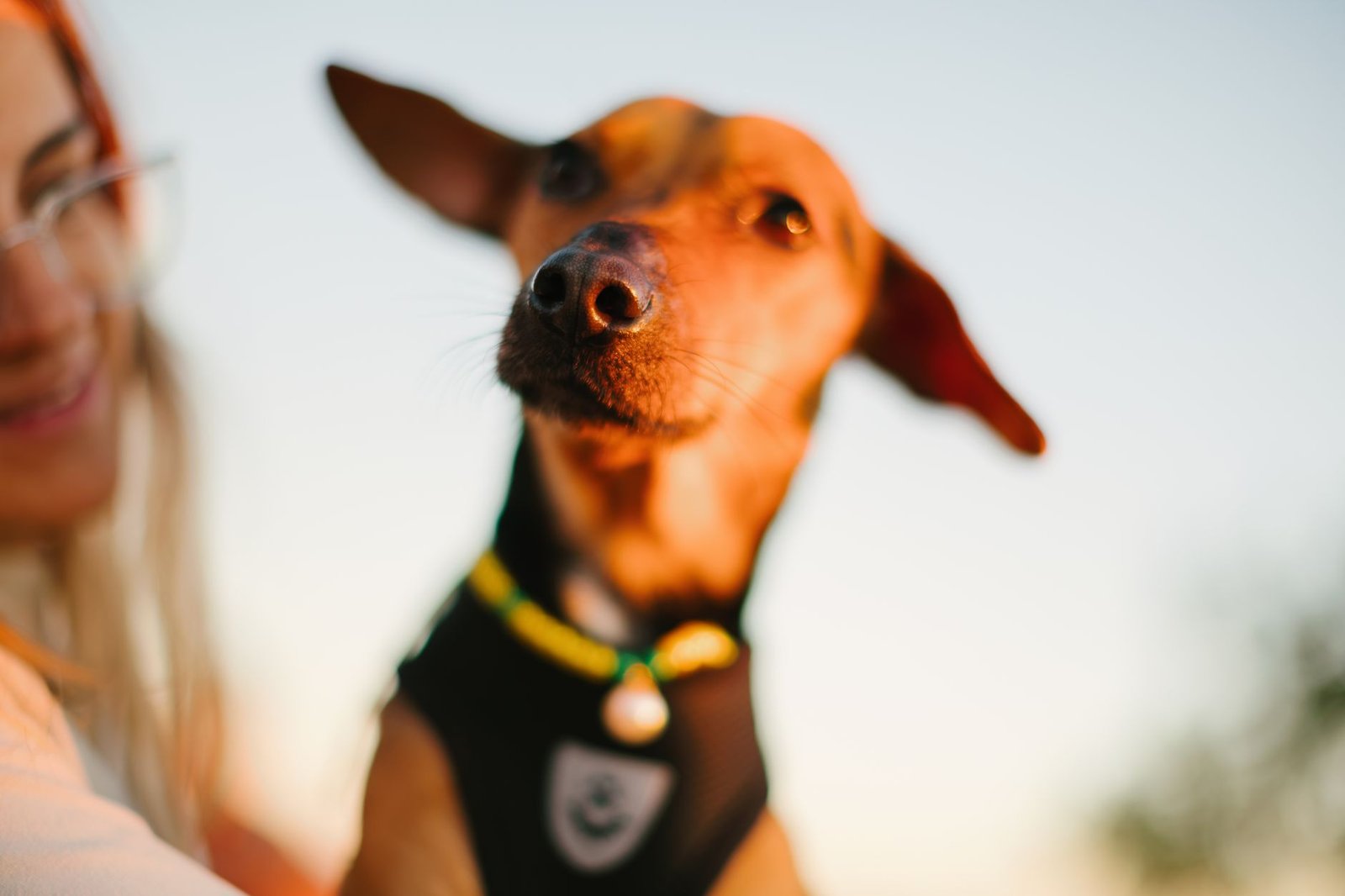 Collare GPS per cani e gatti: come scegliere il localizzatore