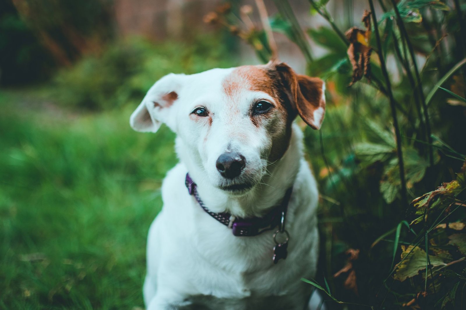 Collare GPS per cani: come scegliere il localizzatore migliore
