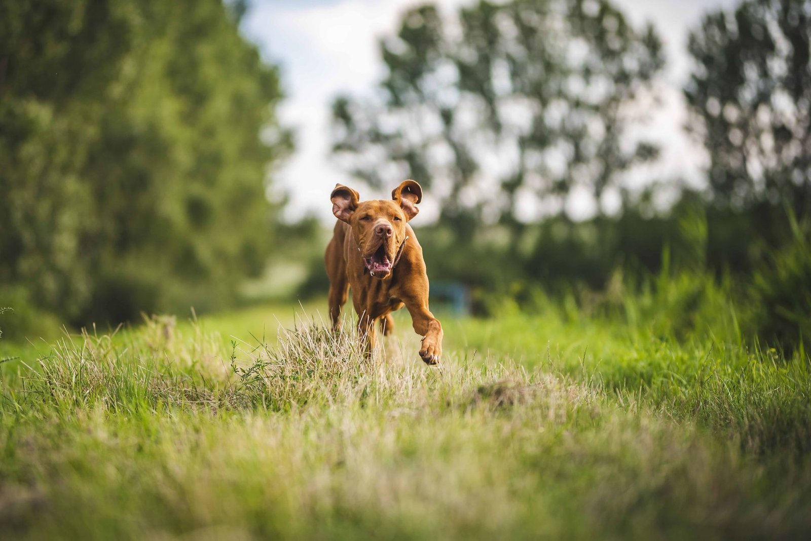 Cane che corre libero in un campo con collare