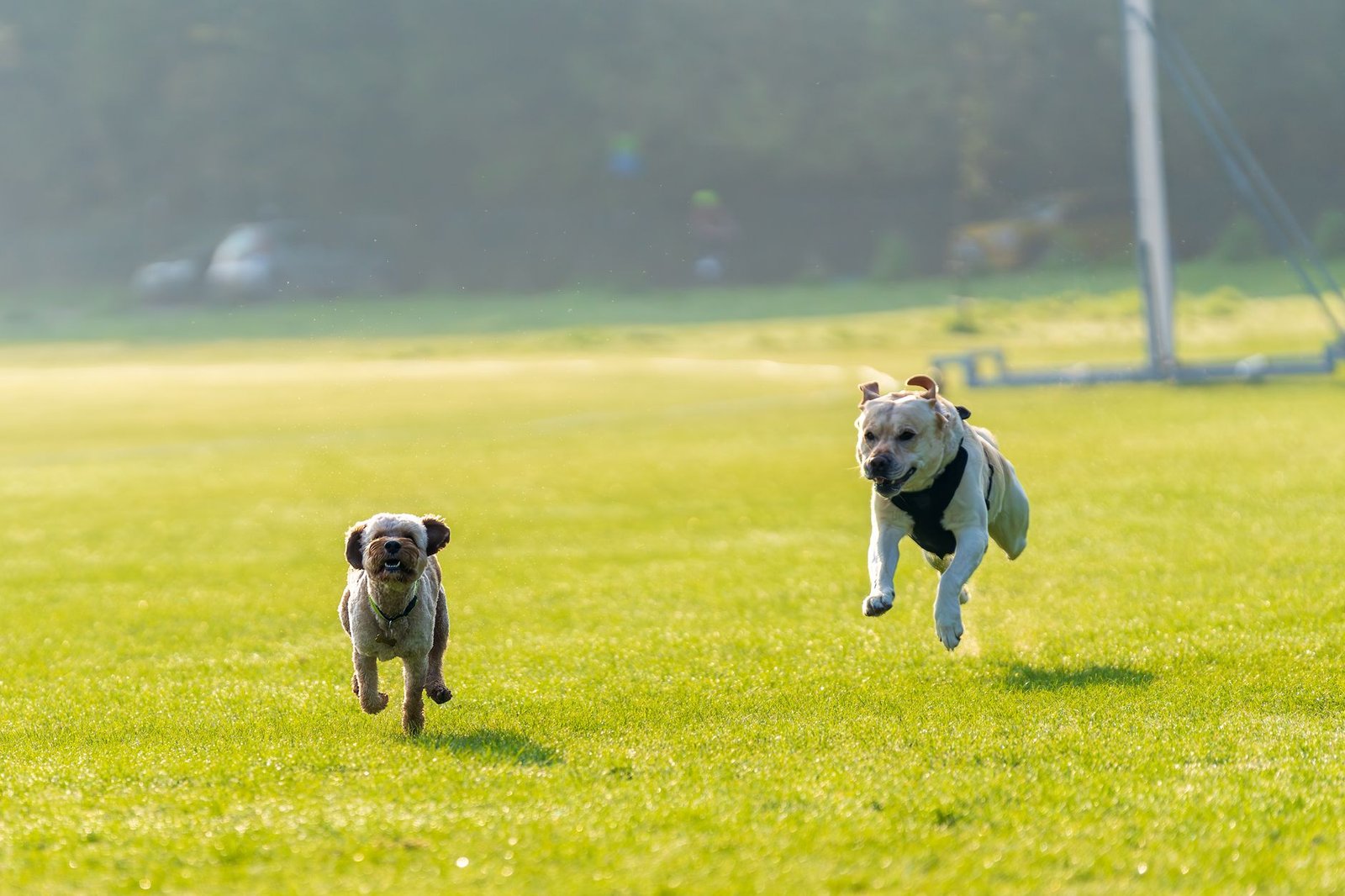 Cane che corre libero in un prato con il collare