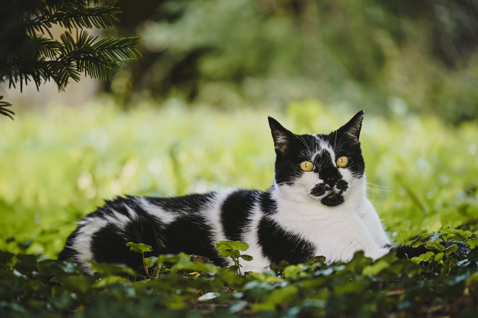Gatto all'aperto in giardino