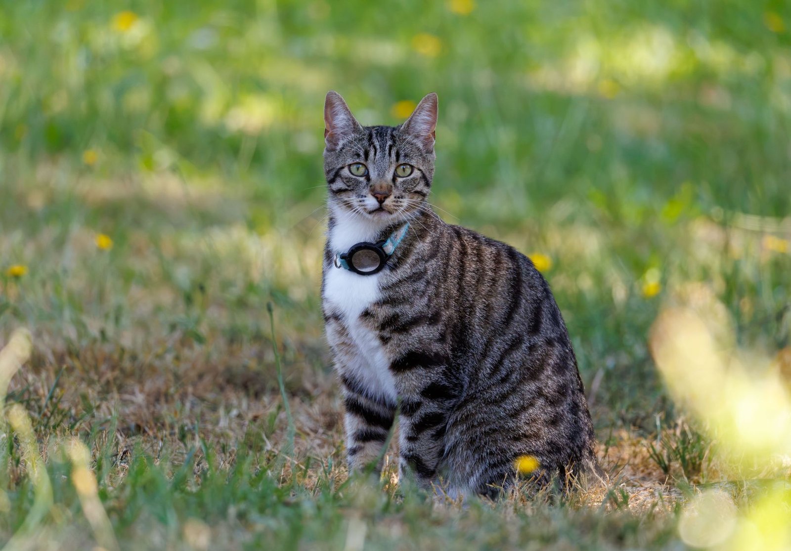 Gatto all'aperto in giardino con collare
