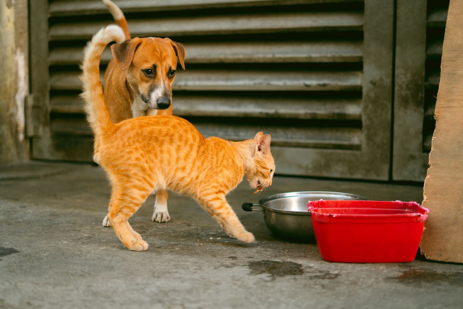 Cane che mangia le crocchette dalla ciotola