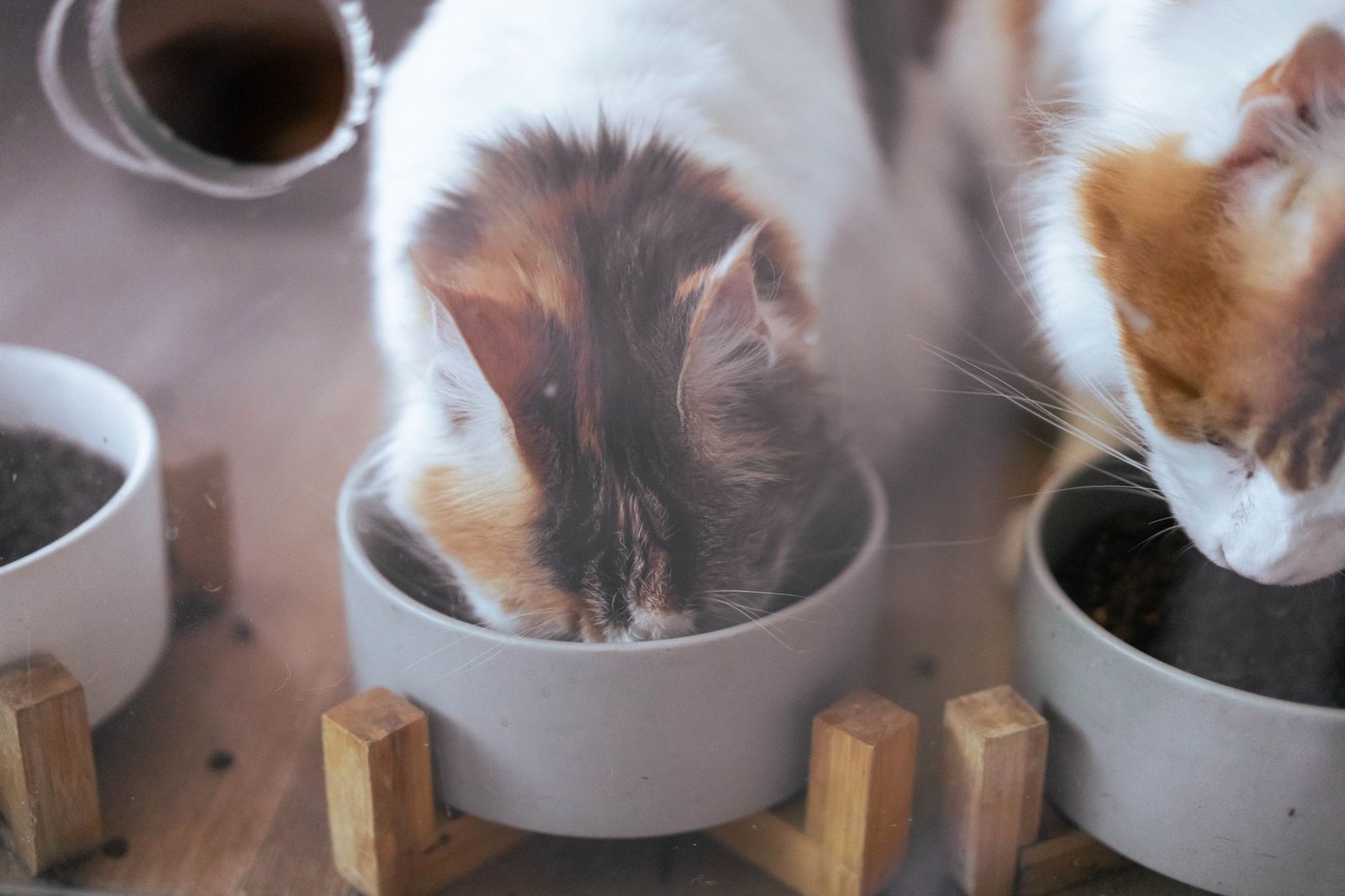 Gatto che mangia crocchette