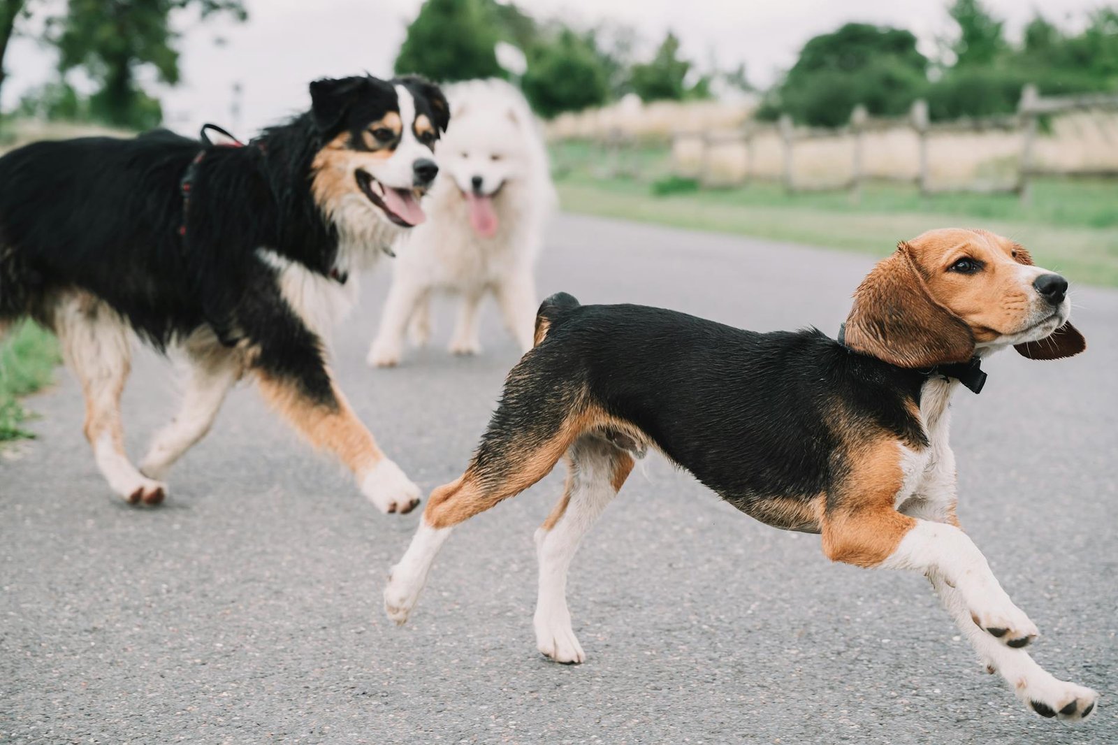 Cane in salute che corre all'aperto, segno di una dieta equilibrata