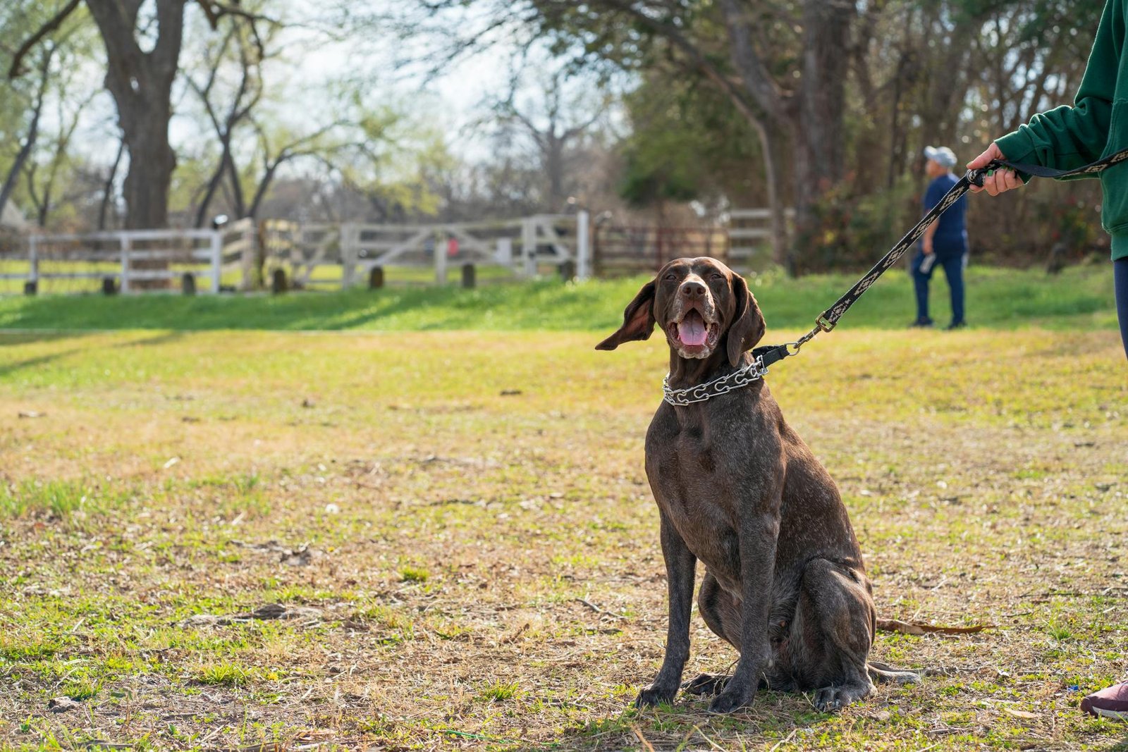 Cane al guinzaglio in passeggiata all'aperto