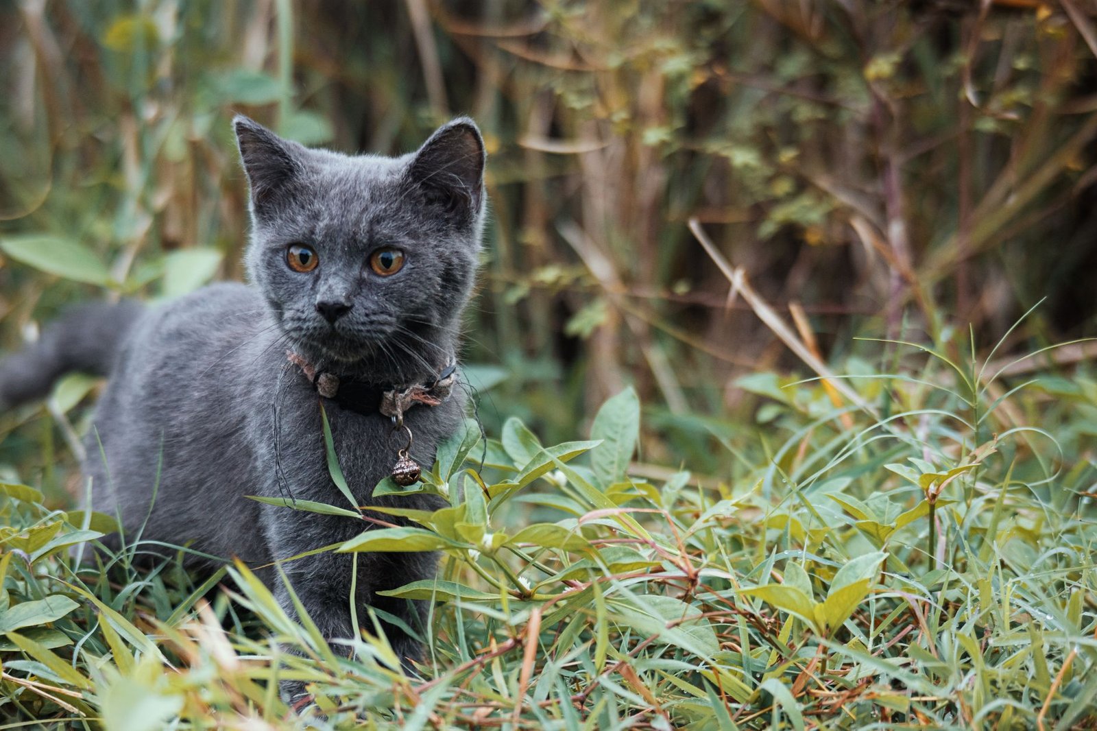 Gatto con collare in giardino, contesto tipico d'uso del localizzatore GPS