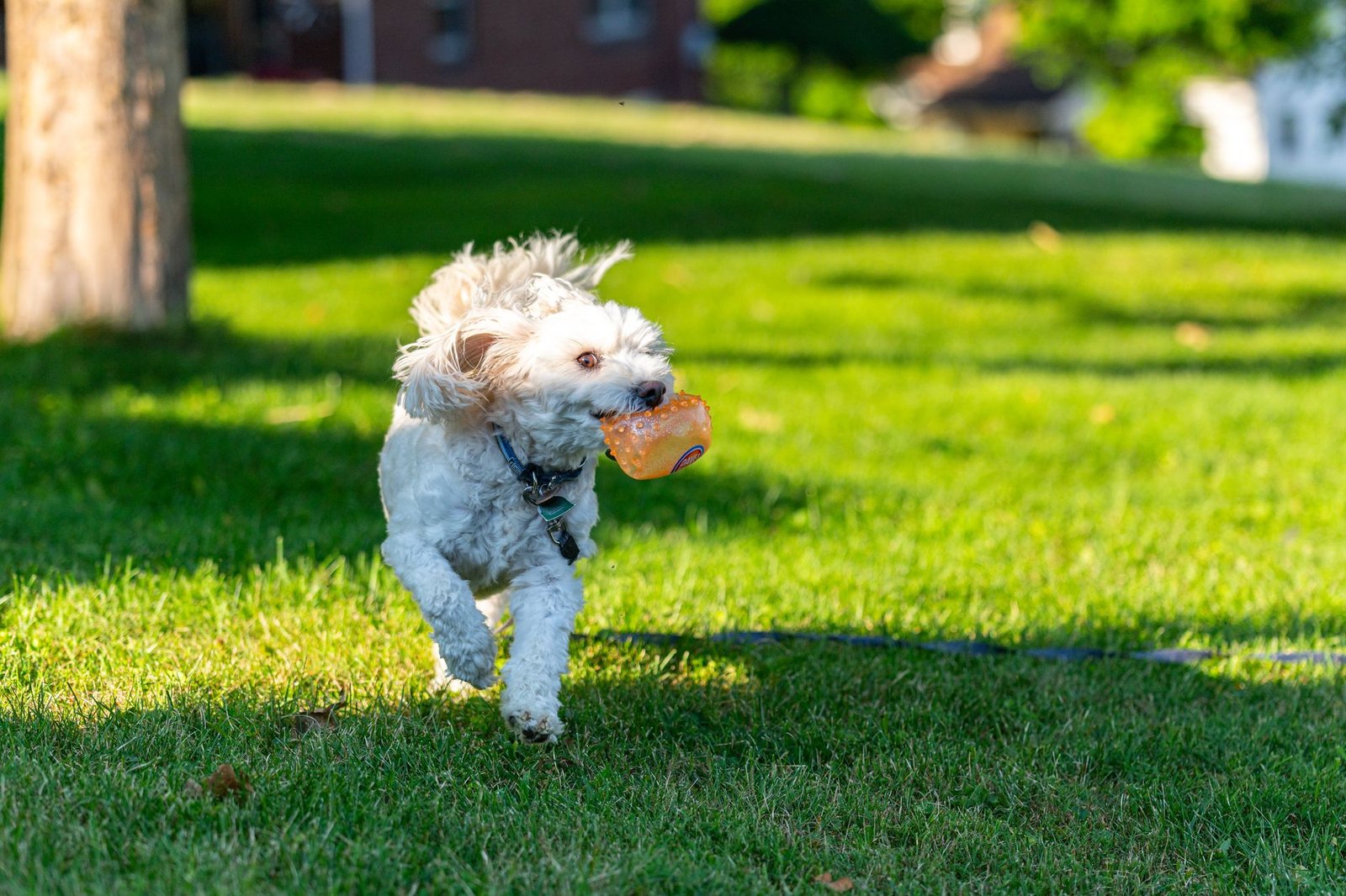 Cane che corre libero al parco con il collare