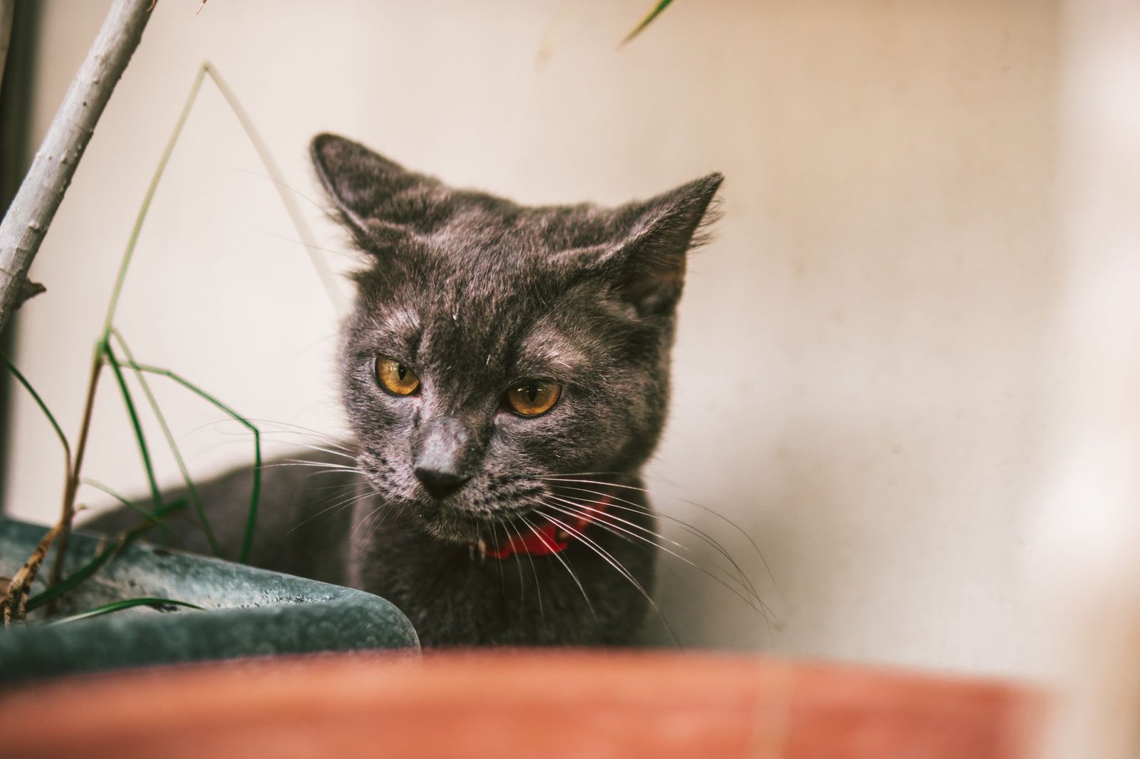 Gatto all'aperto in giardino con collare