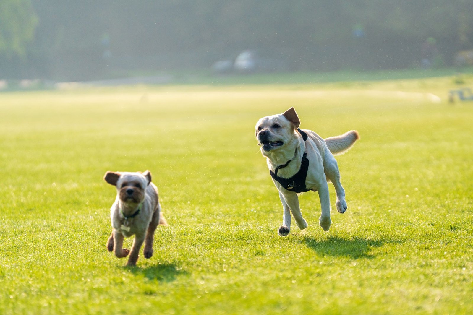 Cane che corre all'aperto con il collare