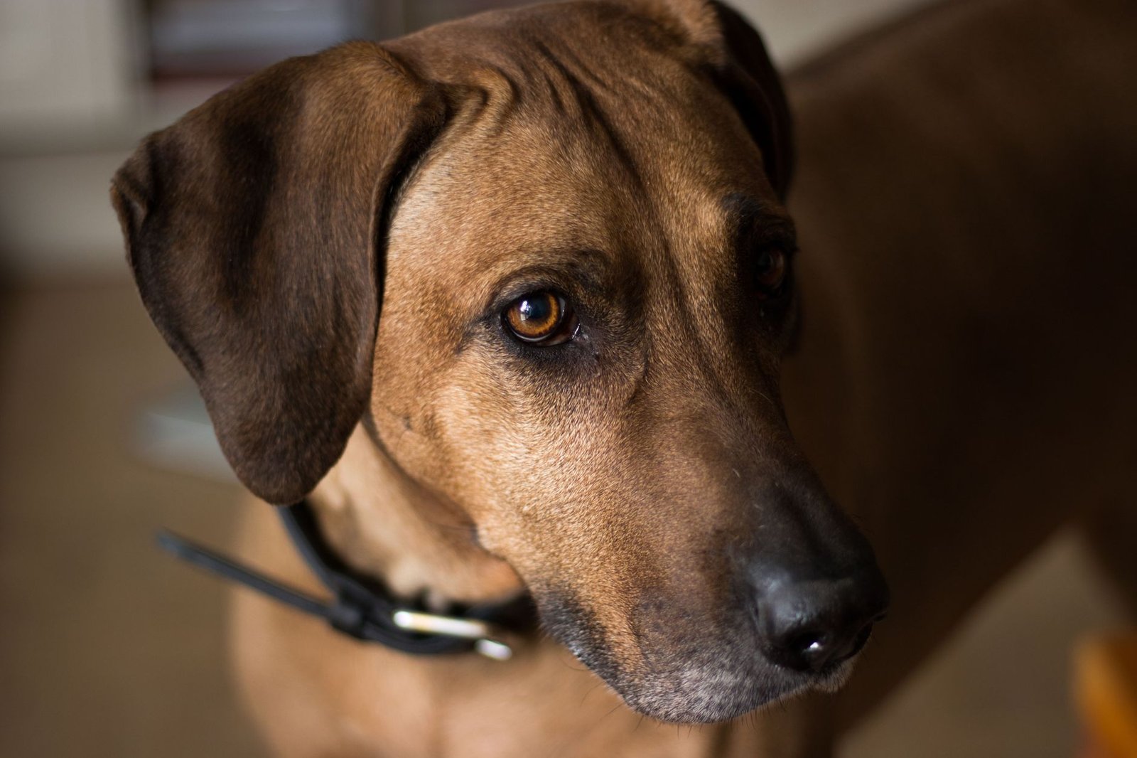 Cane con collare durante una passeggiata all'aperto