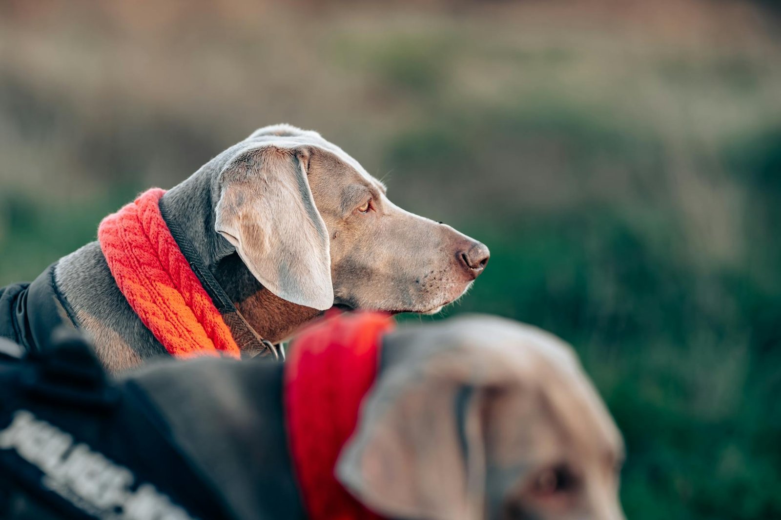 GPS per cani: come scegliere il localizzatore satellitare