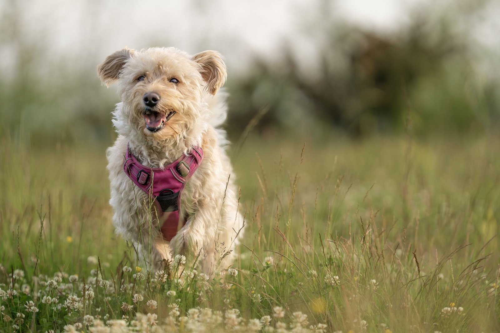 Cane che corre libero in un campo aperto