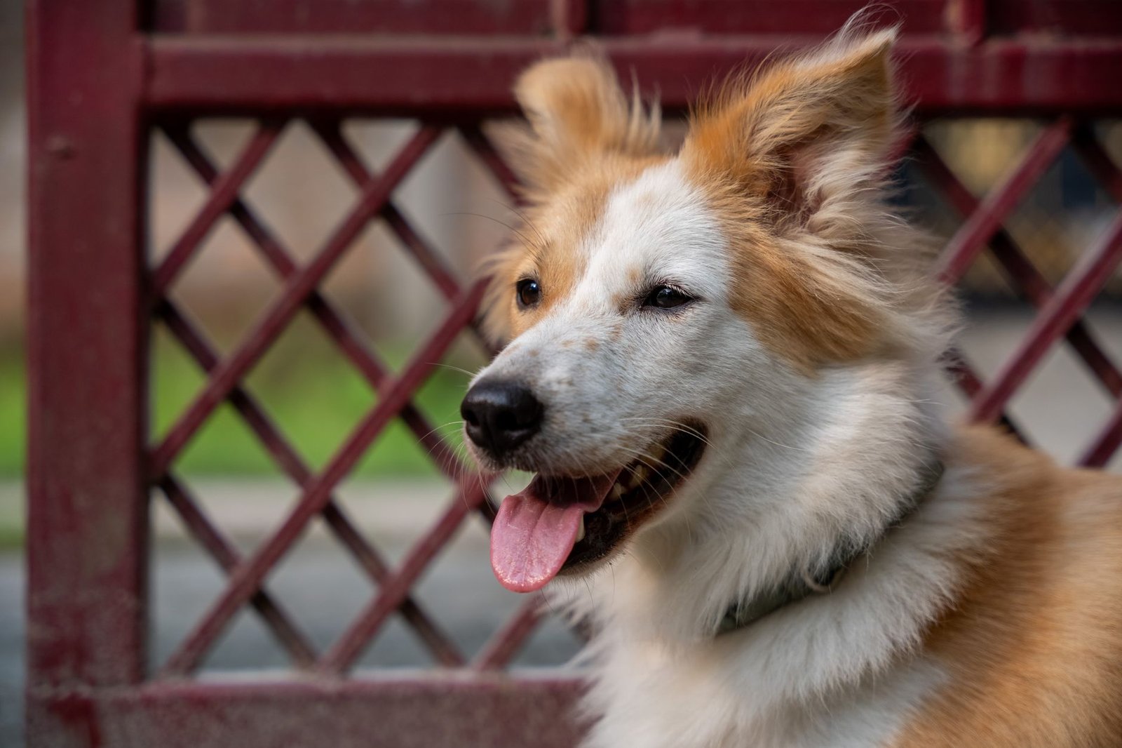 Cane con collare durante una passeggiata all'aperto