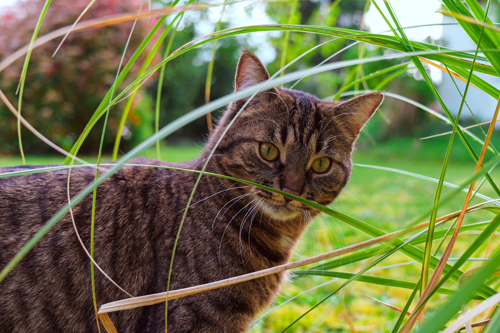 Gatto che esplora il giardino all'aperto