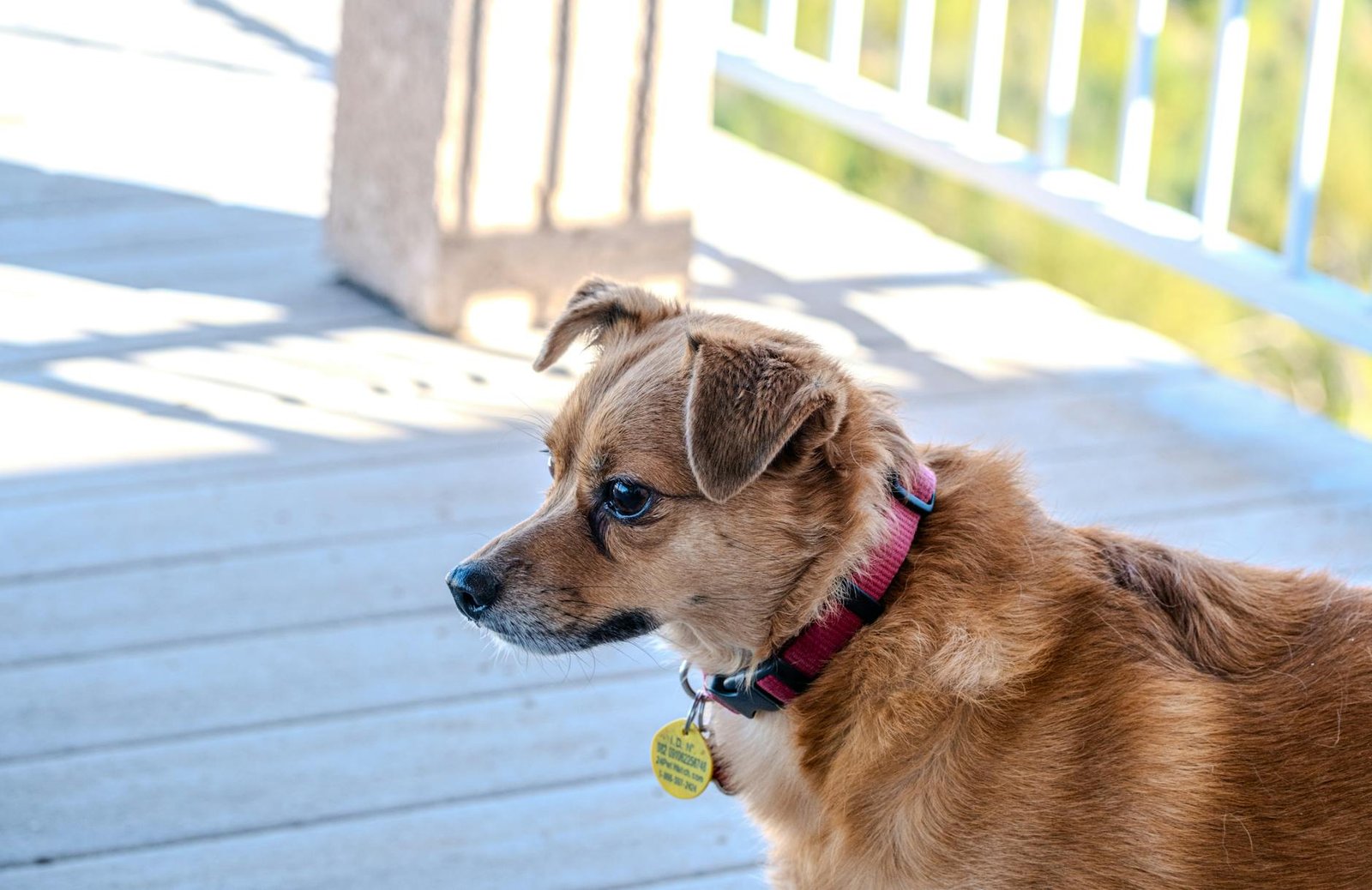 Cane con collare all'aperto in un campo