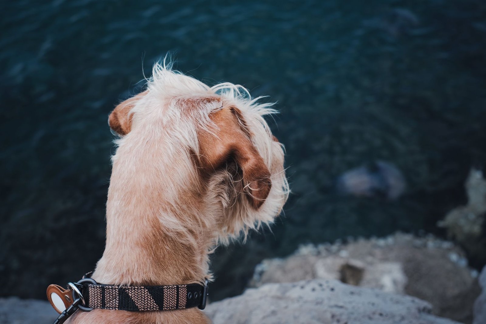 Cane con collare in un prato, esempio di animale che può indossare un localizzatore GPS