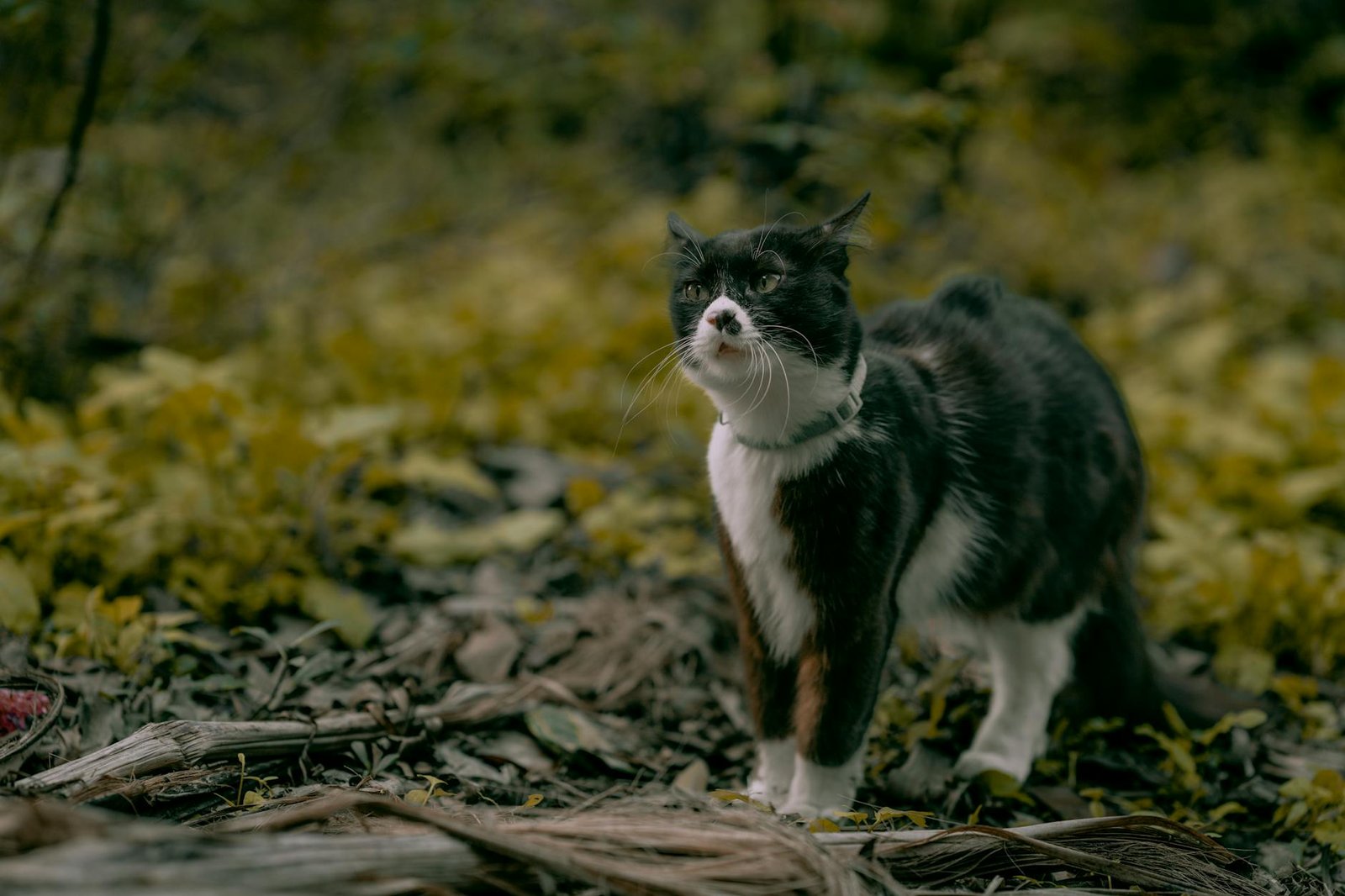 Gatto con collare in giardino, contesto d'uso di un localizzatore GPS