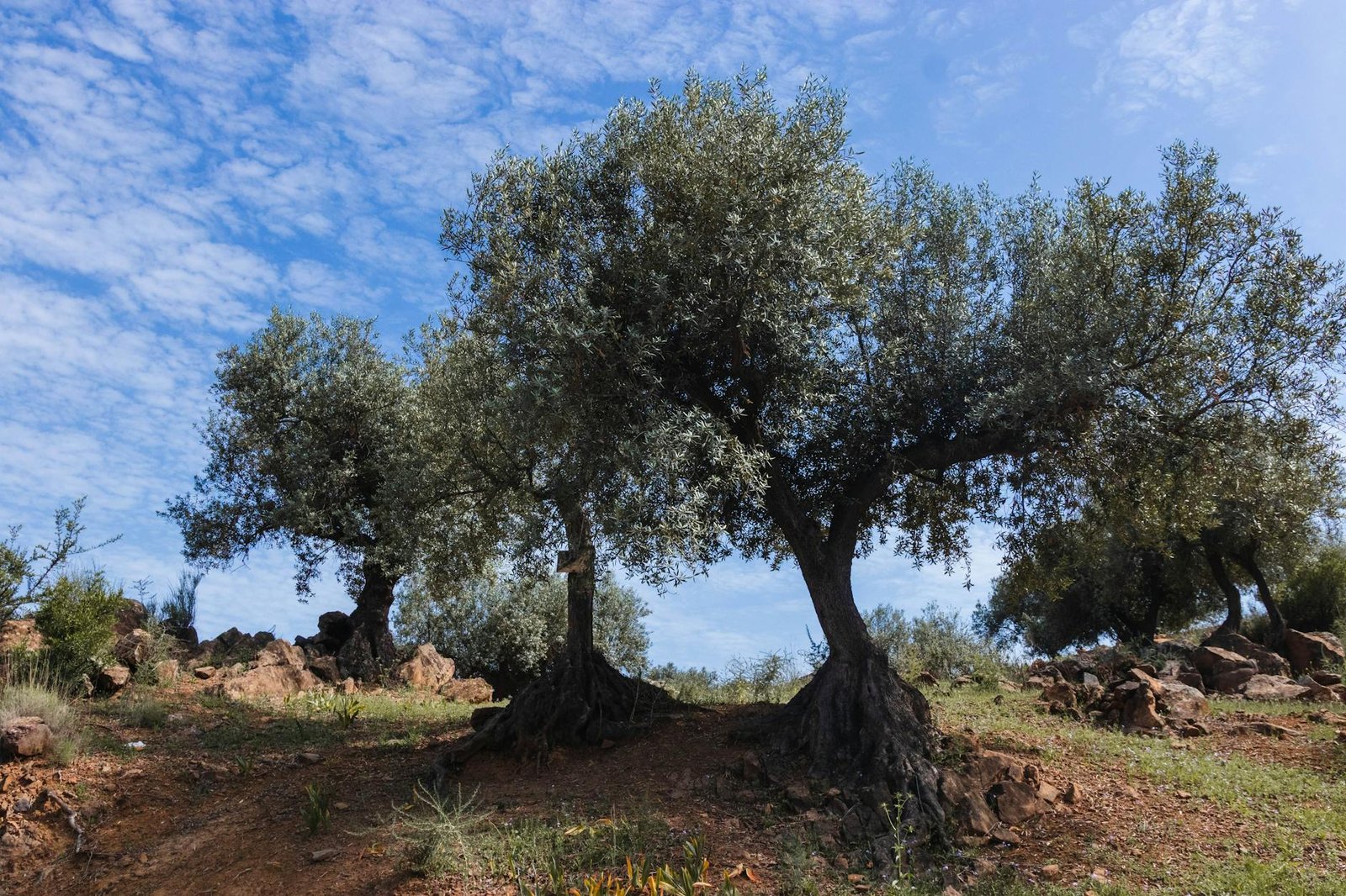 Uliveto mediterraneo con olive mature sul ramo
